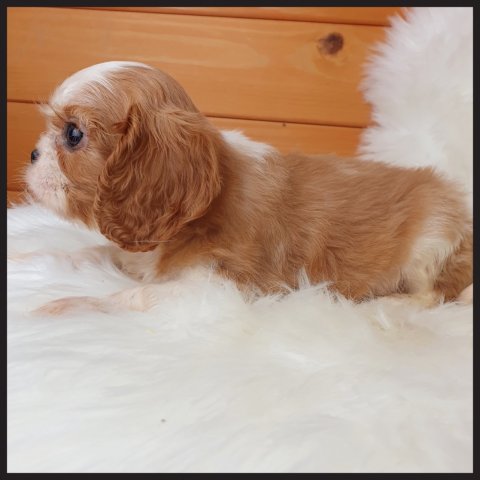 Mark  cucciolo bulldog francese Blenheim Bianco Albicocca