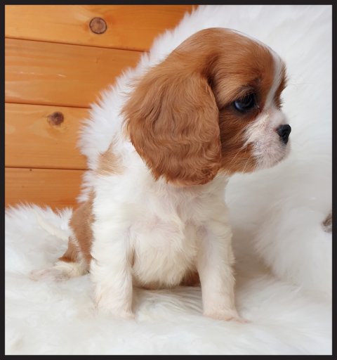 Monnalisa  cucciolo bulldog francese Tricolor